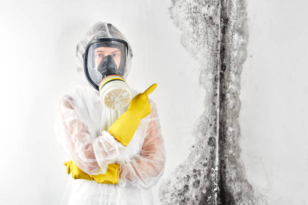 Best Black Mold Removal  in Sound Beach, NY