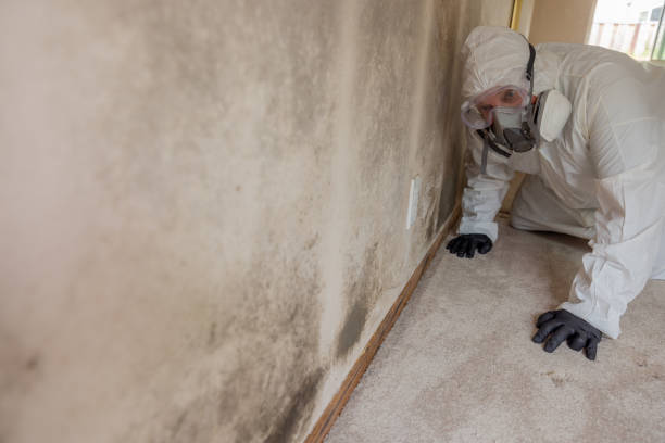 Best Environmental Consulting for Mold Prevention  in Sound Beach, NY